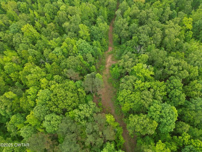 0 Buggy Branch Ln, Home with 0 bedrooms, 0 bathrooms and null parking in Cedar Grove TN | Image 8