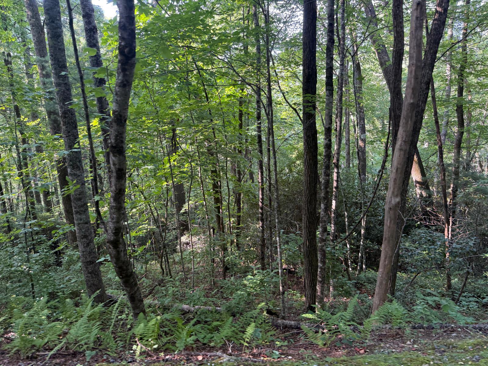 Land in Glenville 2
