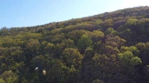 172 Trailwood Drive, Ellijay, GA, 30540 | Card Image