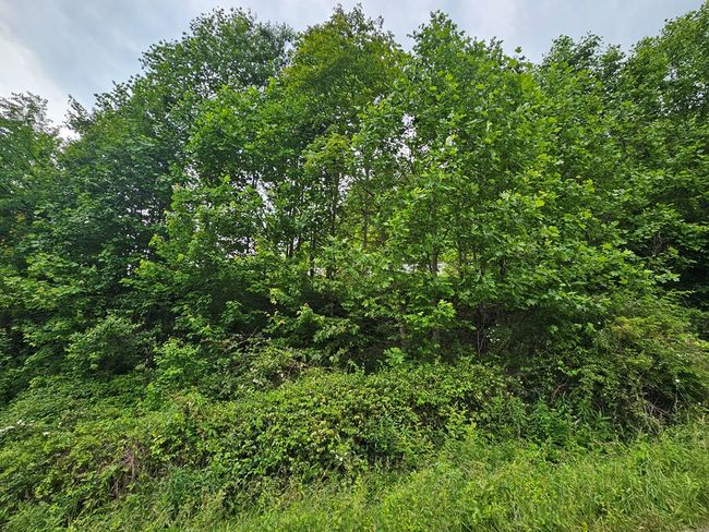 1497 Ravens Nest Branch Rd, House other with 5 bedrooms, 2 bathrooms and null parking in Cedar Bluff VA | Image 28