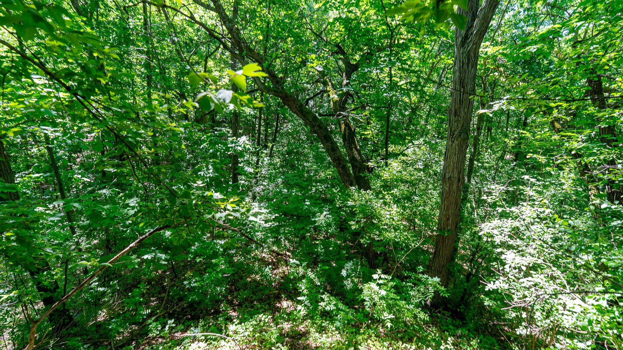 Land in Whitewater 5