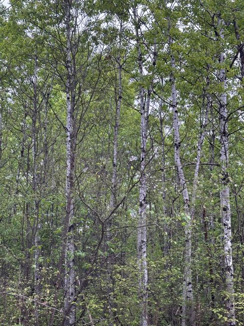 lot-8-ON Kelly Dam Rd, Tomahawk, WI, 54487 | Card Image