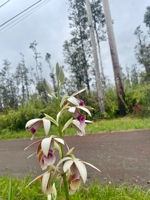 16-2030 Ao Rd, Kurtistown, HI, 96760 | Card Image