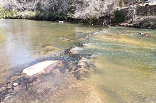 Lot #8 Casa Rio Dr, Cornelia, GA, 30531 | Card Image