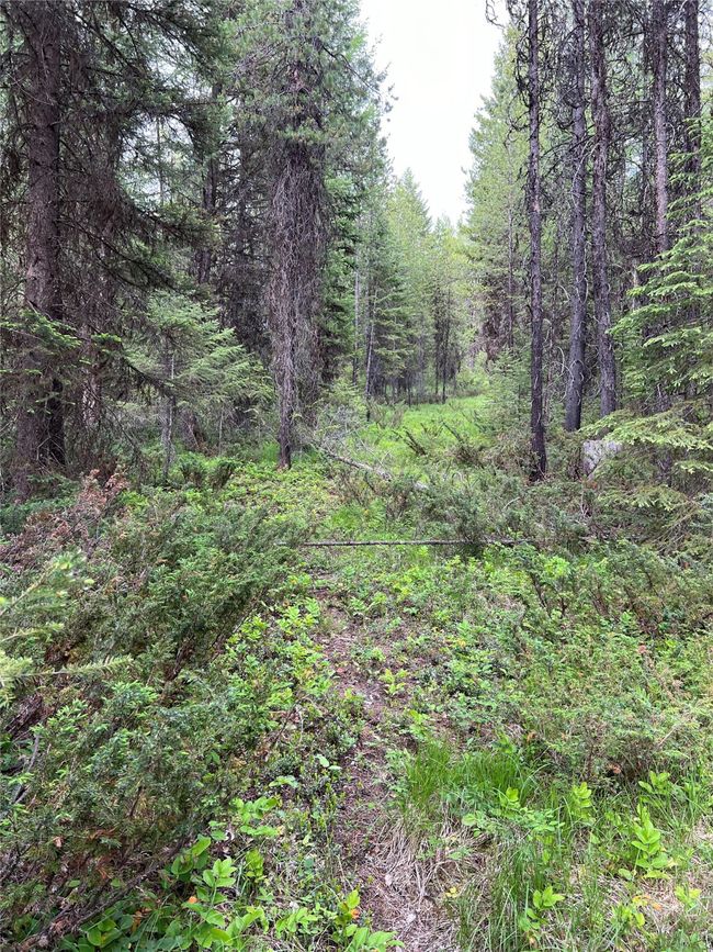 game trails and roads | Image 88