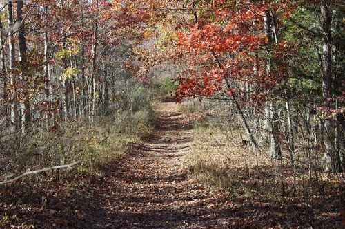 0 Dead End Trail Road, Garrison, KY, 41141 | Card Image