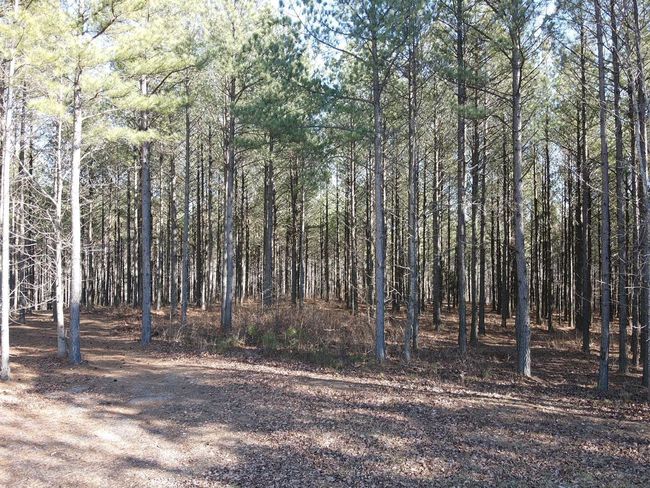 80 High Point Ln, Home with 0 bedrooms, 0 bathrooms and null parking in Jasper TN | Image 121