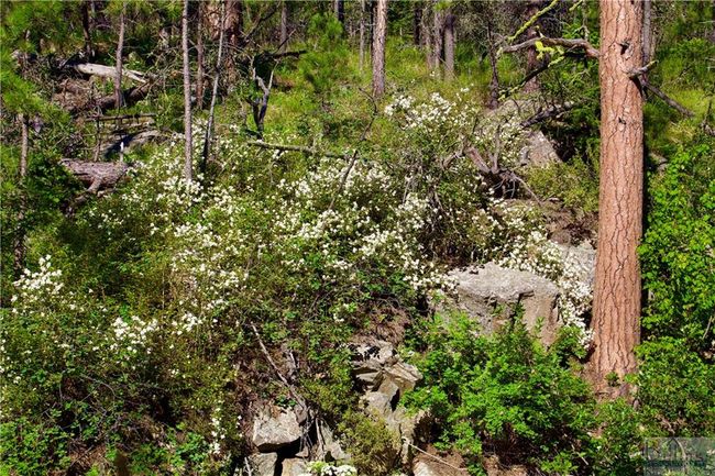 0 Box Canyon Ln, Home with 0 bedrooms, 0 bathrooms and null parking in Cascade MT | Image 12
