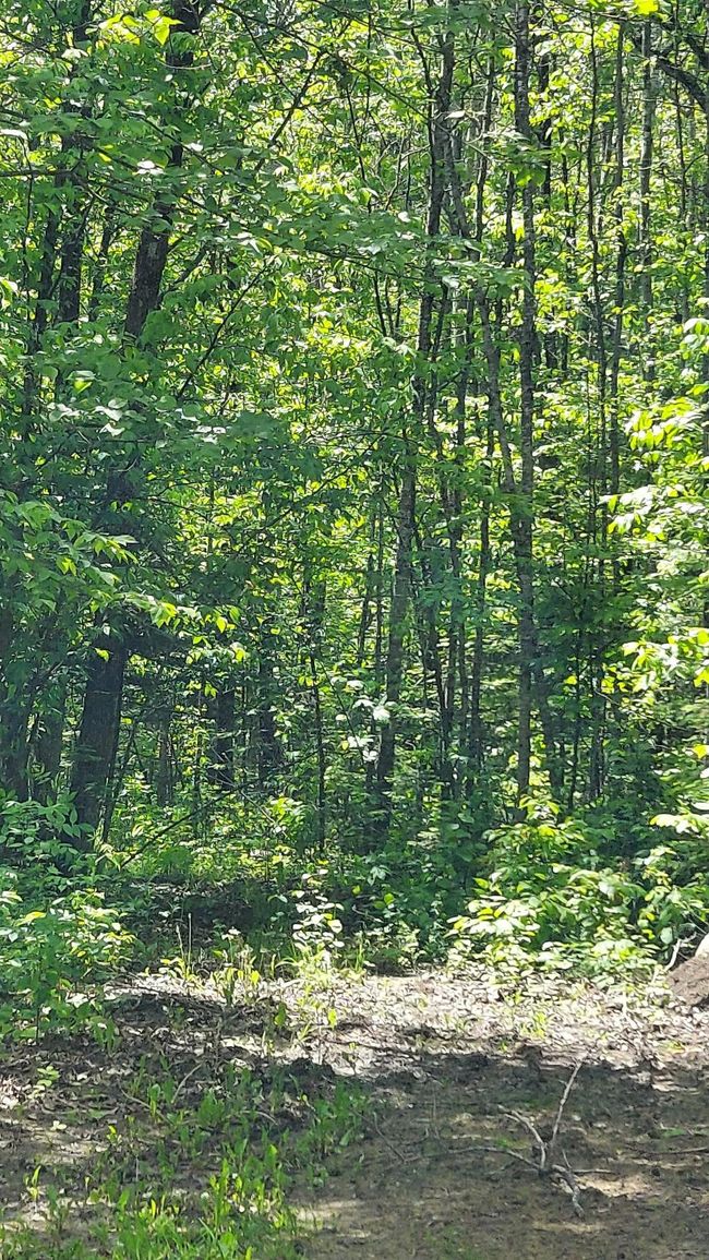 Woods | Image 35