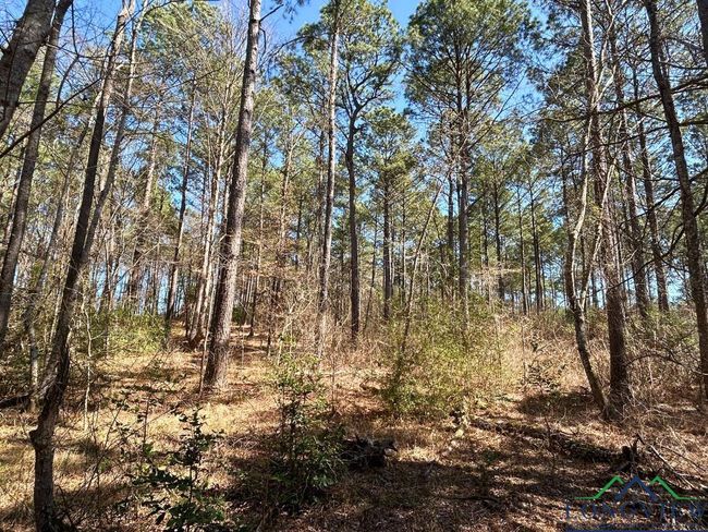 60 ac TBD Cr 1453, Home with 0 bedrooms, 0 bathrooms and null parking in Linden TX | Image 5