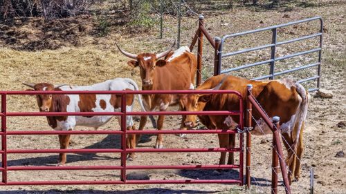 11387 Fm 32, Fischer, TX, 78623-1859 | Card Image