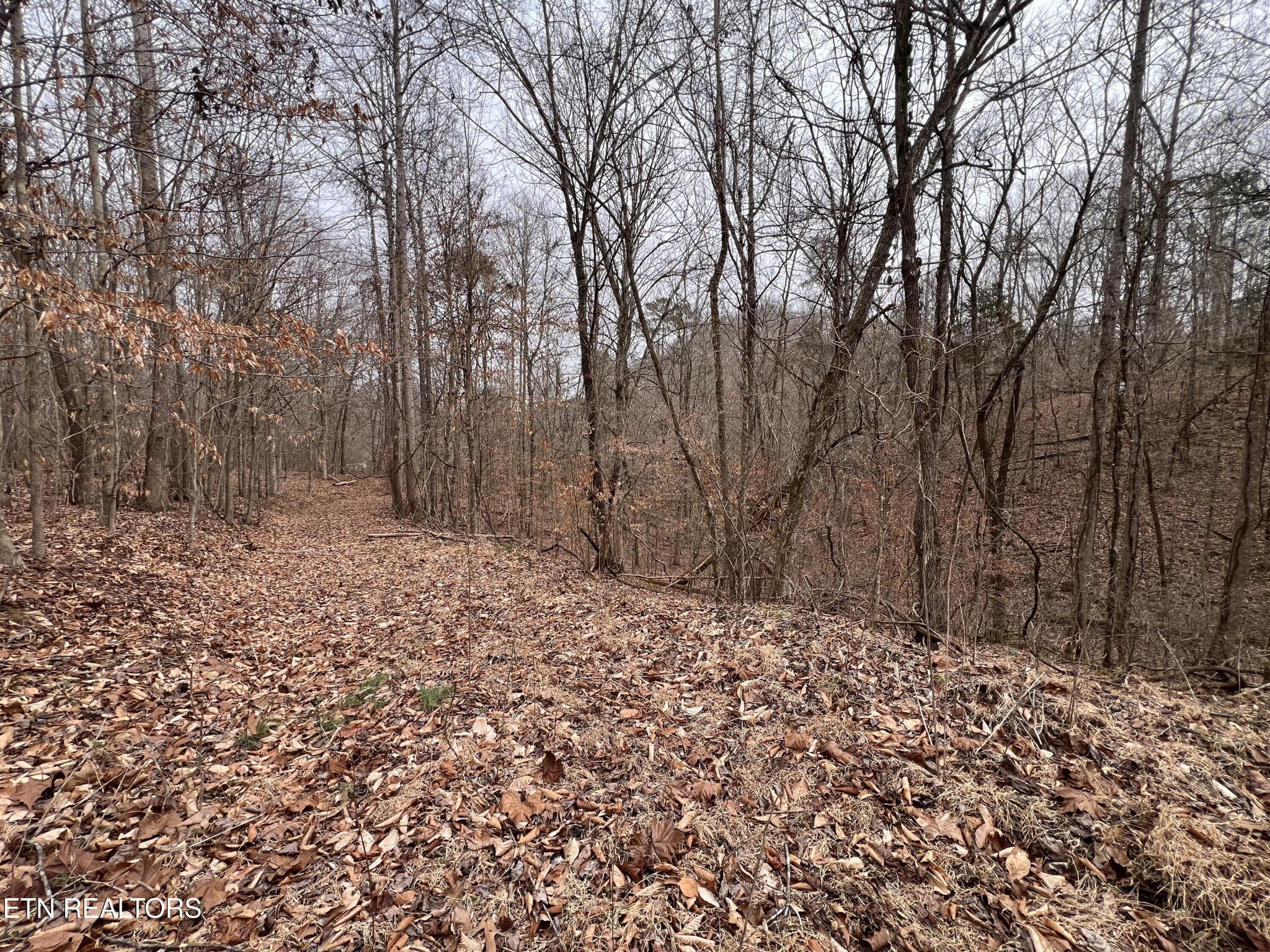 Land in Tazewell 5