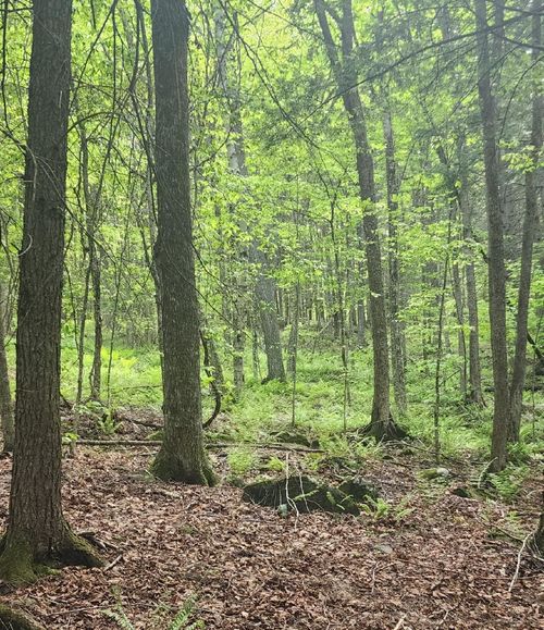 00 Tarbell Hill Rd, Perkinsville, VT, 05151 | Card Image