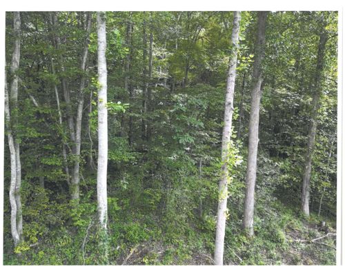 736 Cave Branch Rd, Manchester, KY, 40962-5806 | Card Image