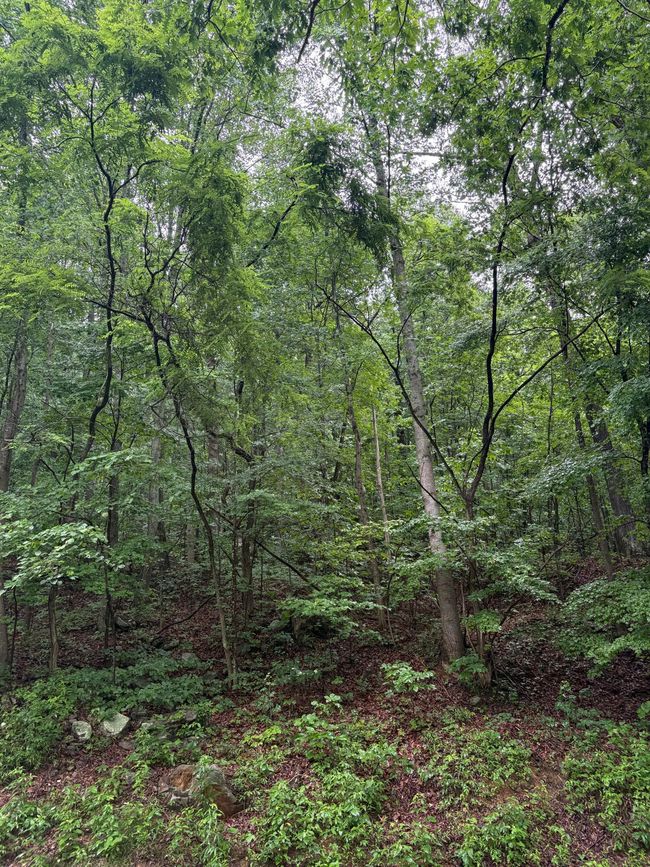 0 Highway 27, Home with 0 bedrooms, 0 bathrooms and null parking in Whitwell TN | Image 4