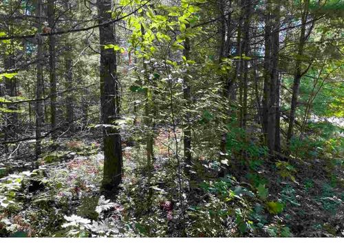 9317 #24 Pine Circle Drive Nw, Clearwater Township, MI, 49676 | Card Image