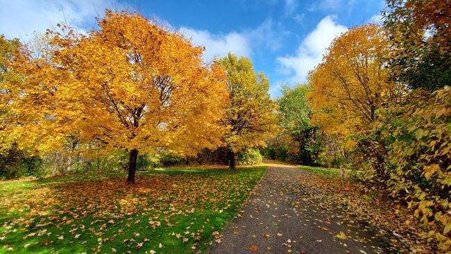 View from the street down the driveway in the fall. Note the mixture of lawns, landscaping and mature trees. There are fifteen zones of underground sprinklers managed by a professional grade controller with rain sensor and remote control. | Image 84