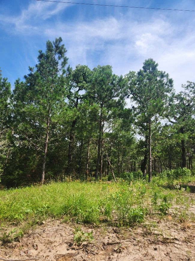 124 Paintbrush Ln, Home with 0 bedrooms, 0 bathrooms and null parking in Bastrop TX | Image 14