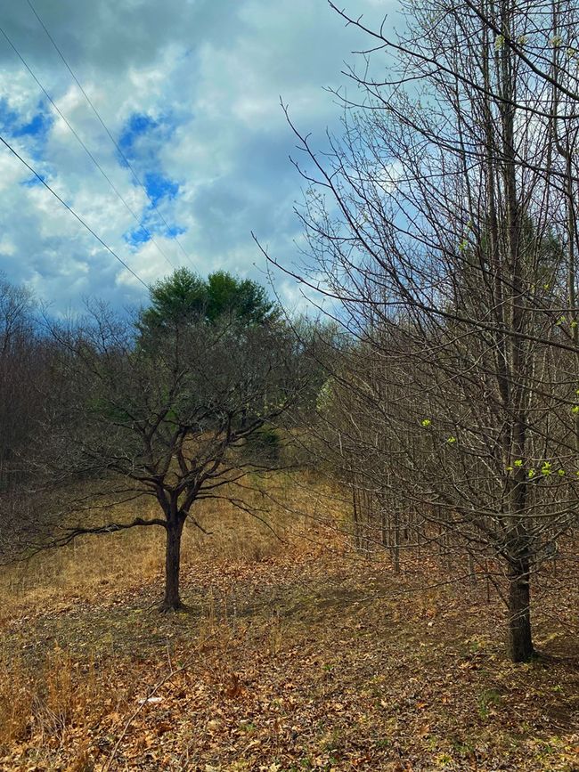 33 Friar Tuck Loop & 284 Turkey Scratch Rd, Home with 0 bedrooms, 0 bathrooms and null parking in Spencer TN | Image 8