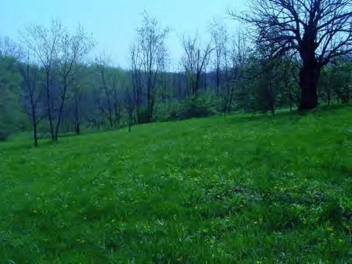 6002 S Coulters Mill Road, Oreana, IL, 62552 | Card Image