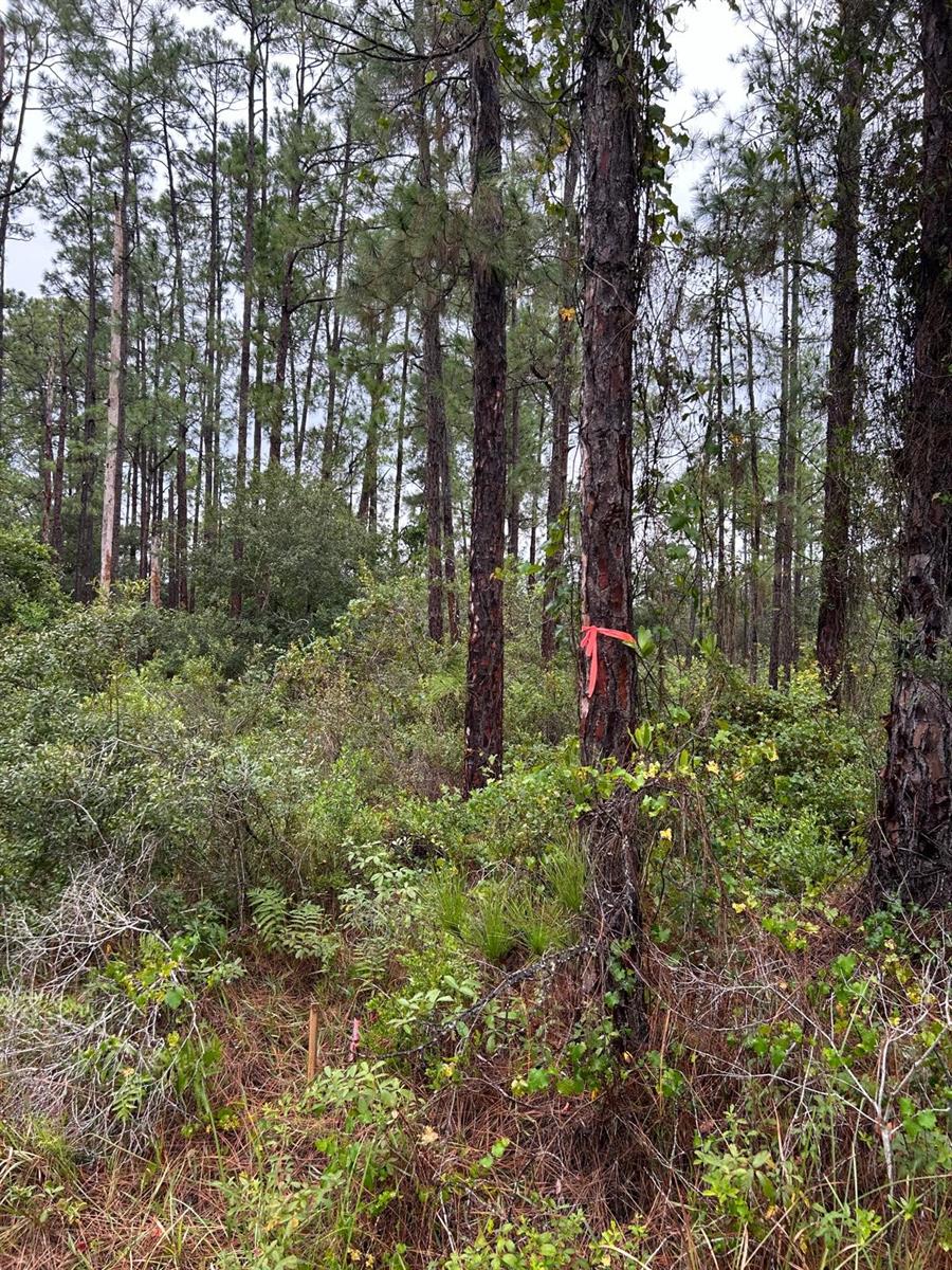 Land in LEHIGH ACRES 3