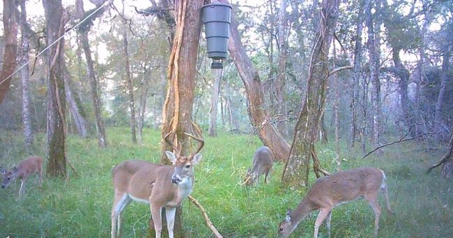 0 Squirrel Holw, Home with 0 bedrooms, 0 bathrooms and null parking in Damon TX | Image 10