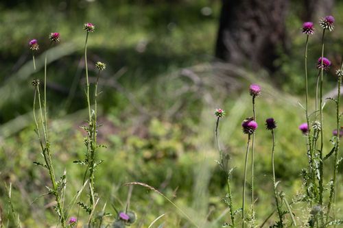 lot-3-316 Sandalwood Lane, Whitefish, MT, 59937 | Card Image