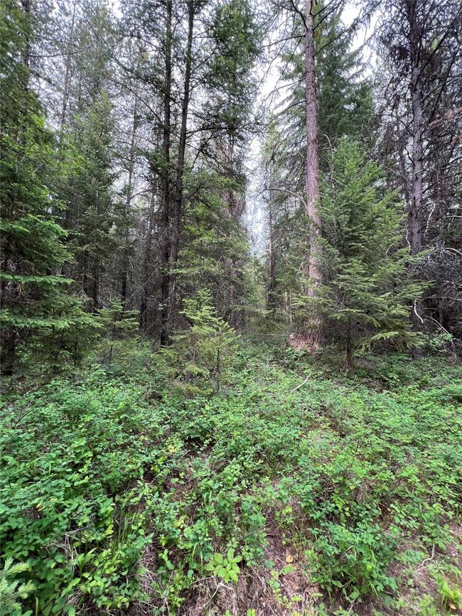 more trees to give the privacy you want | Image 121