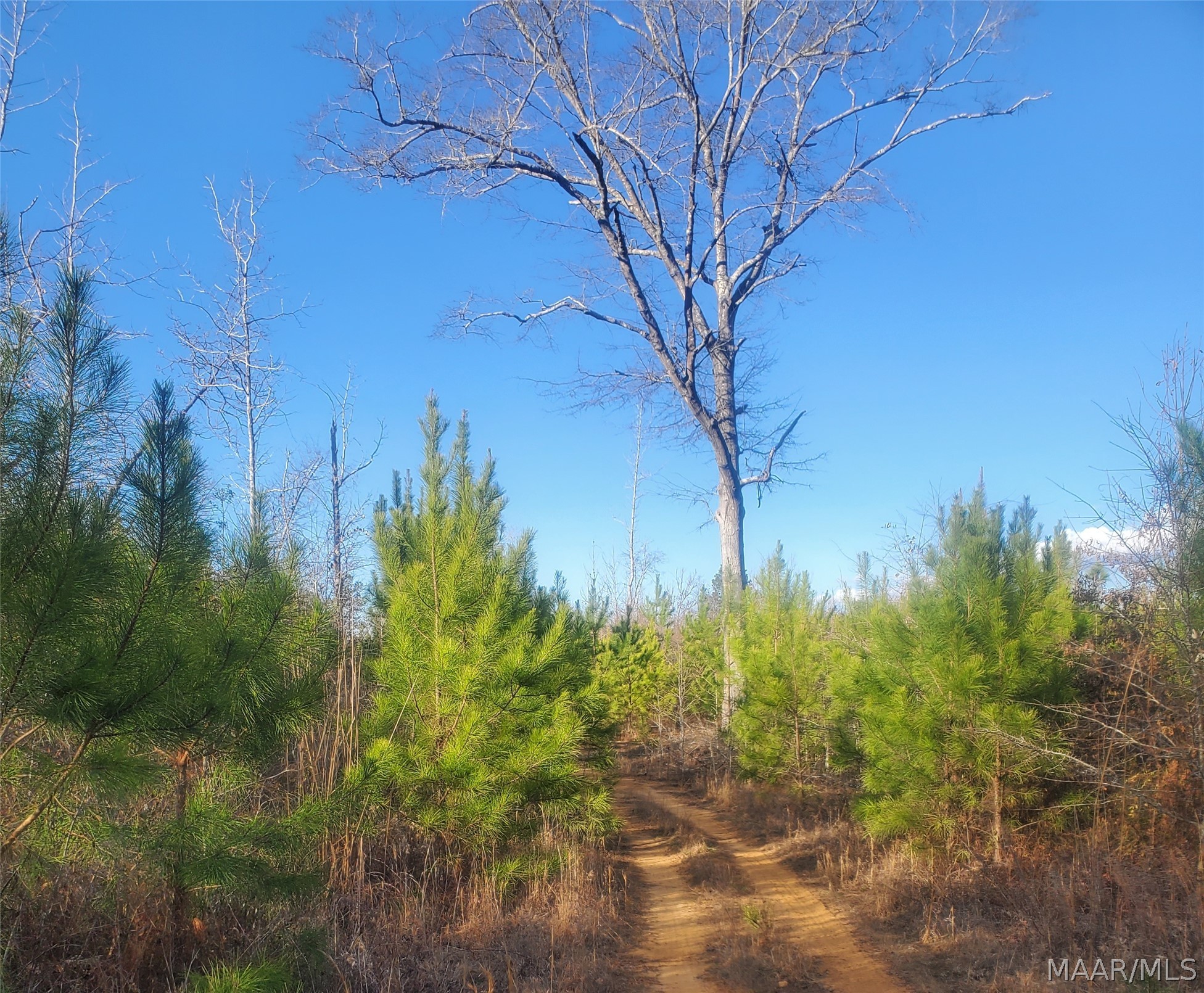 Land in Tuscaloosa 2
