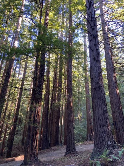 155 Native Sons Rd, Woodside, CA, 94062-4730 | Card Image