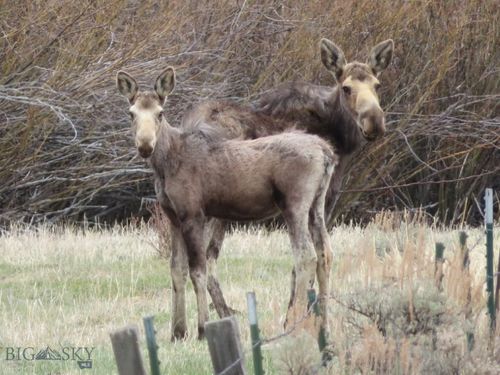 TBD Camp Creek Rd, Melrose, MT, 59743 | Card Image
