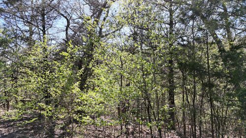 Lot #94 Gumbo Woods, Shell Knob, MO, 65747 | Card Image