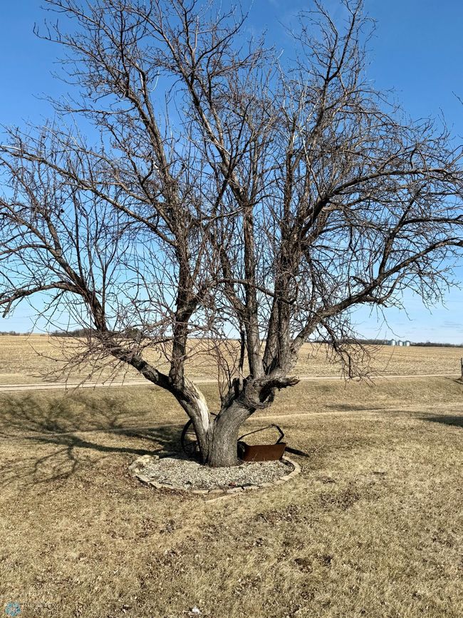 Apple Tree | Image 46