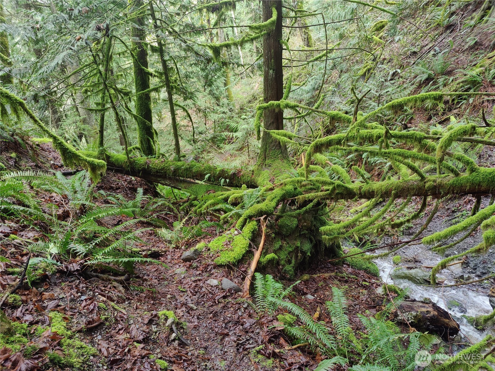 Land in Sumas 4