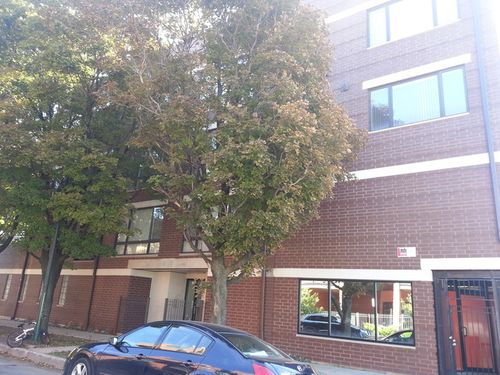 apt-3w-2357 W School St, Chicago, IL, 60618-7297 | Card Image