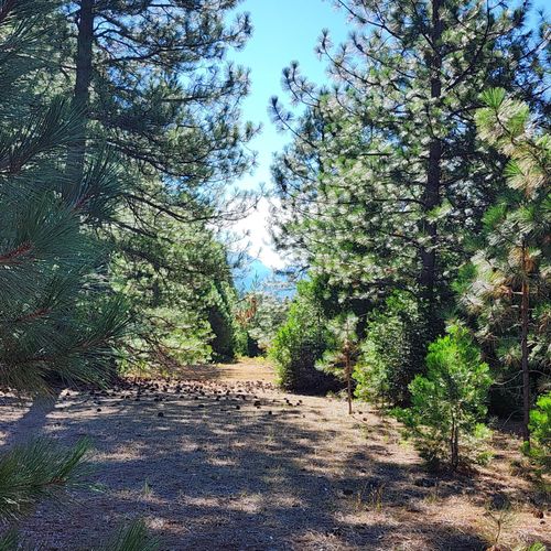 Lot 18 Nehemiah Dr, Shingletown, CA, 96088 | Card Image