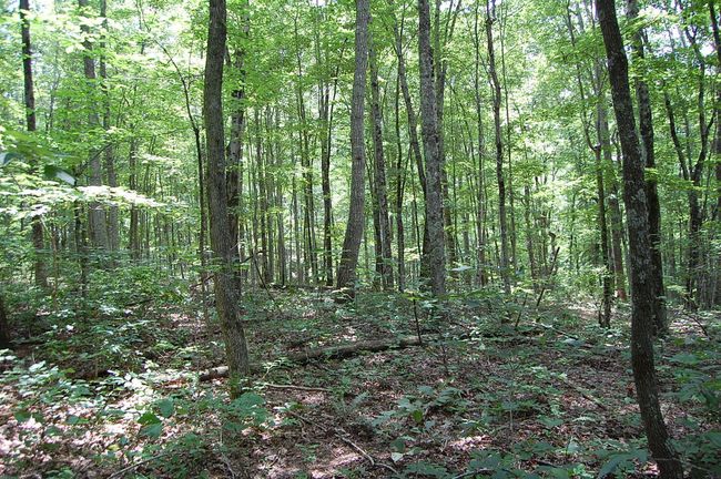 10 Laurel Brook Rd, Home with 0 bedrooms, 0 bathrooms and null parking in Dunlap TN | Image 9