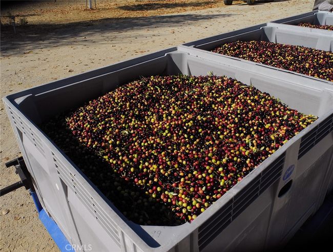 Olive Harvest | Image 29