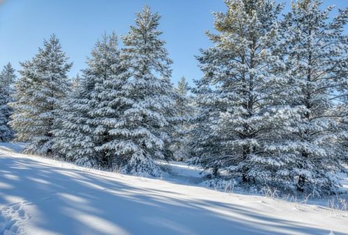 20.71 Spruce Hollow Trce, Fife Lake, MI, 49633 | Card Image