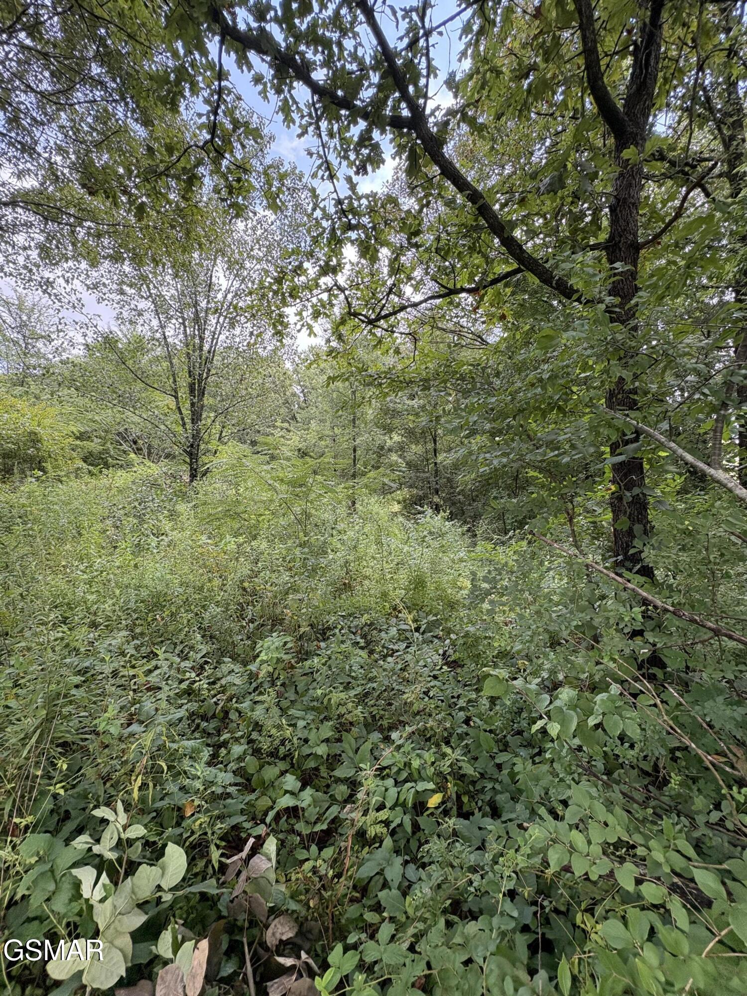 Land in Strawberry Plains 5