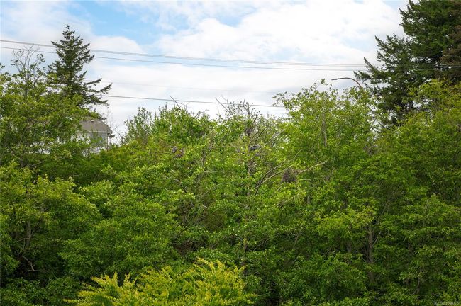 Can you see the Heron nest from the deck? | Image 29