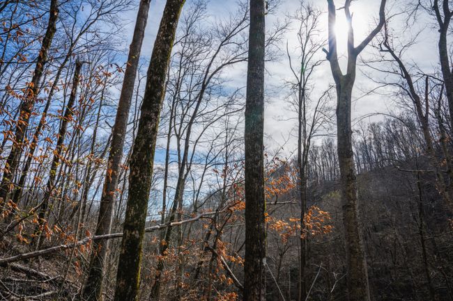 1438 Wartrace Rd, Home with 0 bedrooms, 0 bathrooms and null parking in Red Boiling Springs TN | Image 29