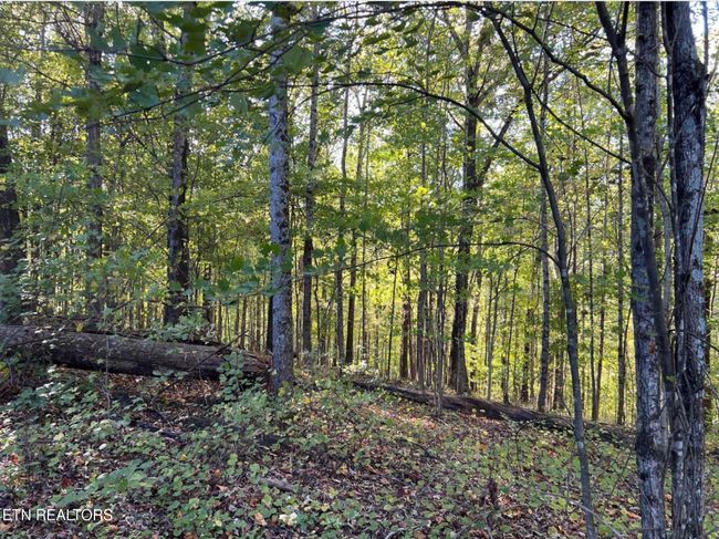 822 W Bates St, Home with 0 bedrooms, 0 bathrooms and null parking in Rockwood TN | Image 4