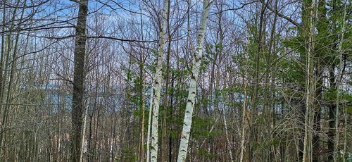 xxx Apple Hill Rd, Bayfield, WI, 54814 | Card Image