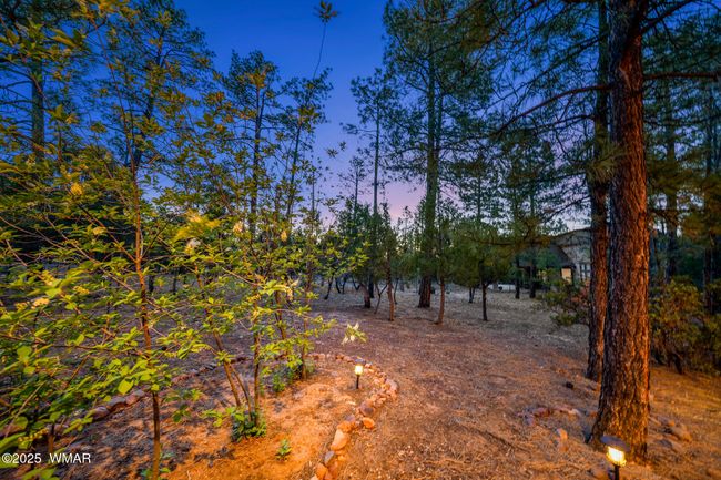 View Of The Forrest | Image 44