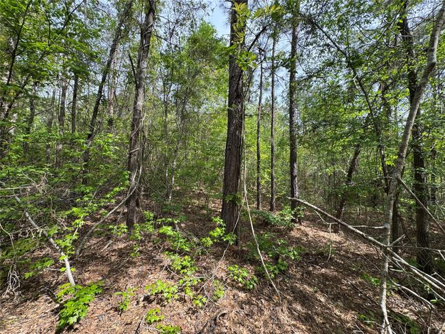 0 County Road 2742, Home with 0 bedrooms, 0 bathrooms and null parking in Naples TX | Image 27