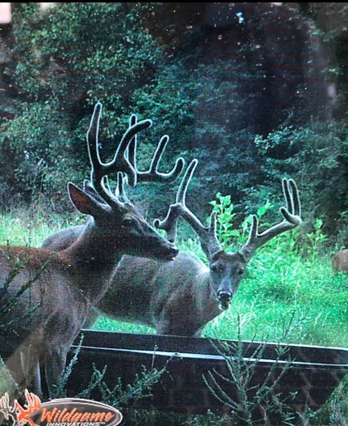 510 Rogues Fork Rd, Bethpage, TN, 37022 | Card Image