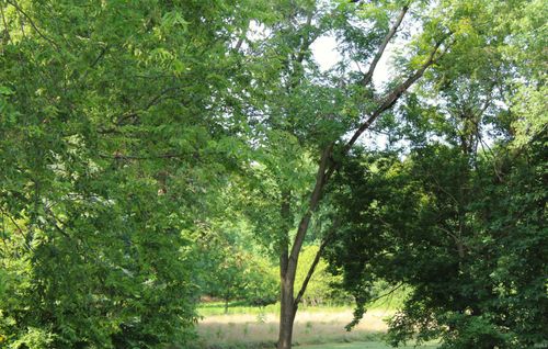 784 S Broadway St, Bloomingdale, IN, 47832-8108 | Card Image