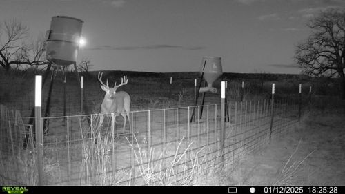 163 Campbell Ln, Jacksboro, TX, 76458 | Card Image