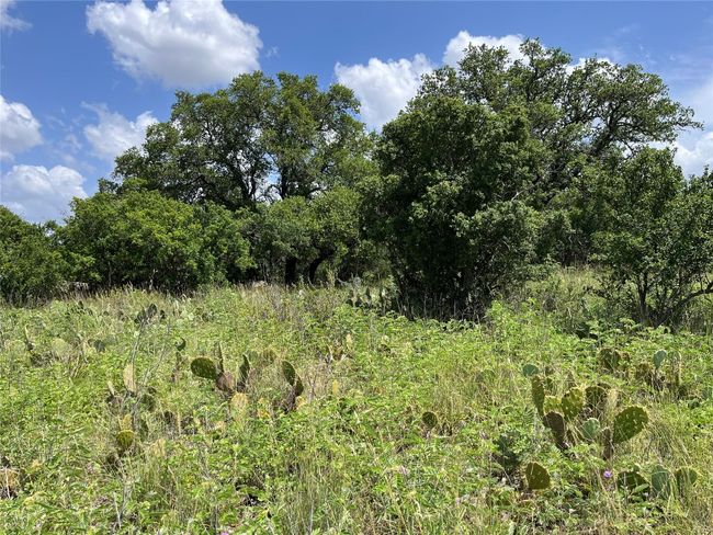 View of wooded area | Image 8